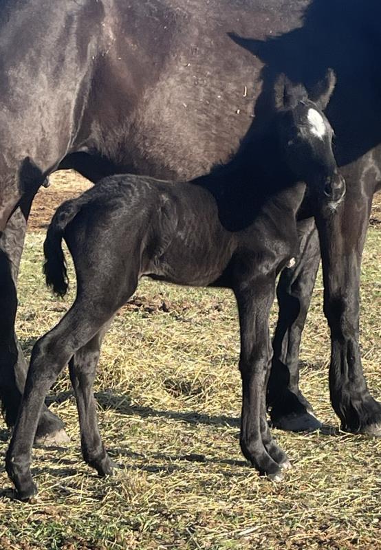 Jackie's 2024 CROSSBRED Filly